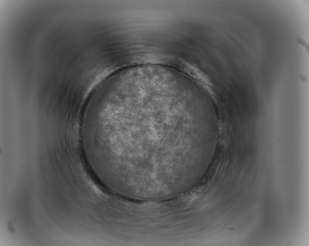 X0000096450012200801311500