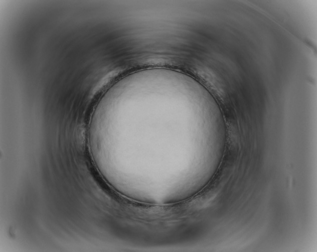 X0000096450016200801311500