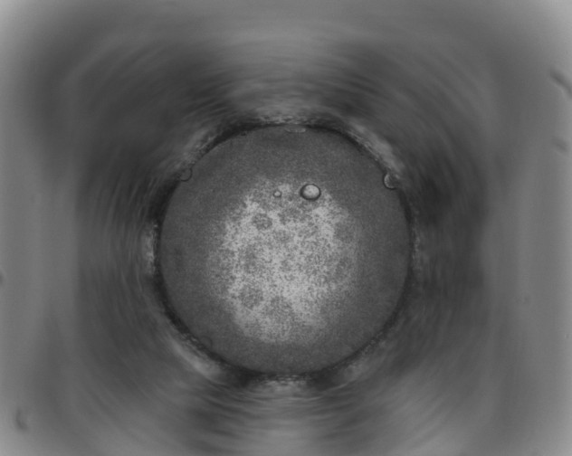 X0000096450065200801311459