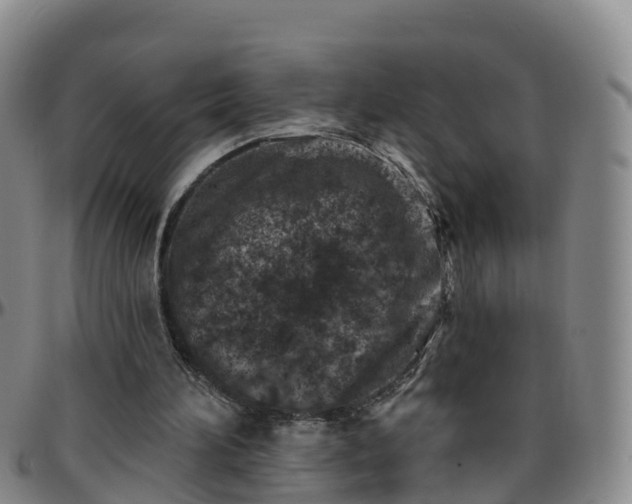 X0000096450196200801311458