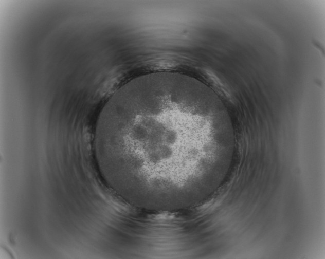 X0000096450366200801311456