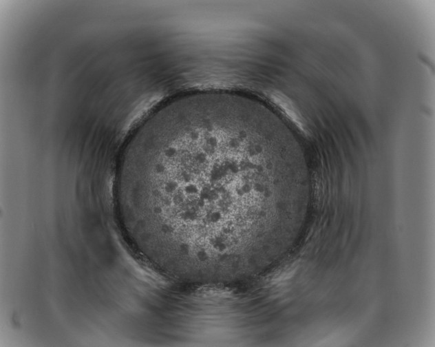 X0000096450491200801311454