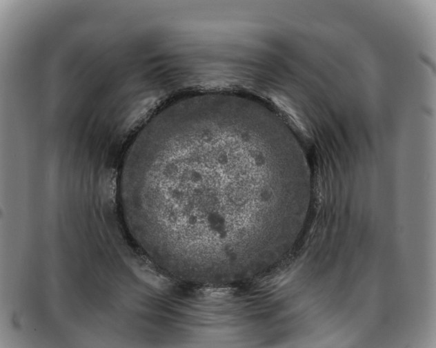 X0000096450495200801311454