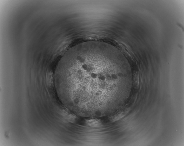 X0000096450511200801311454