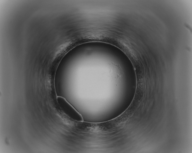 X0000096450688200801311451