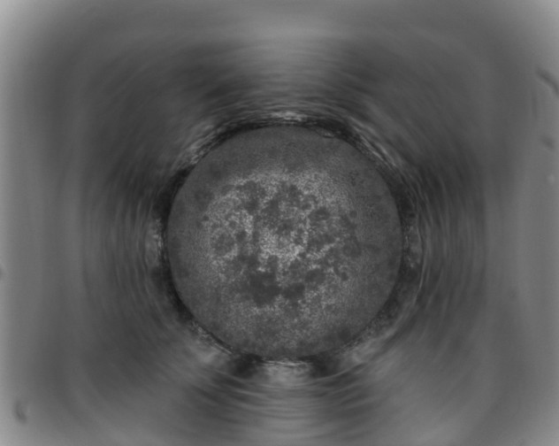 X0000096450707200801311450