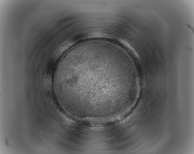 X0000096450825200801311448