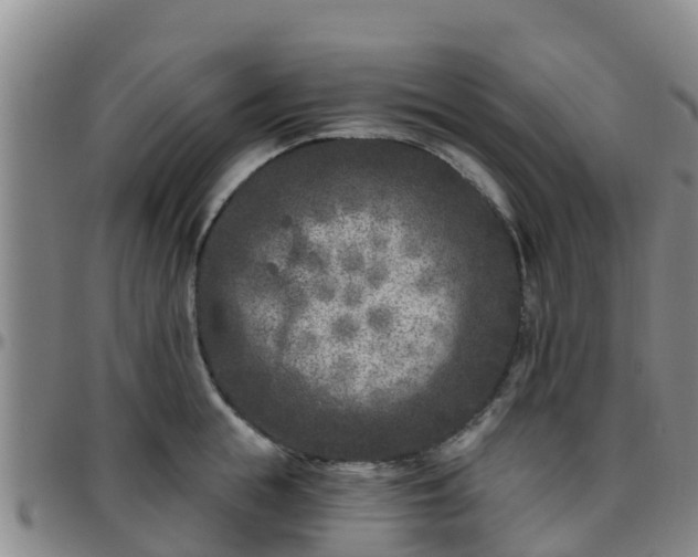 X0000096450855200801311449