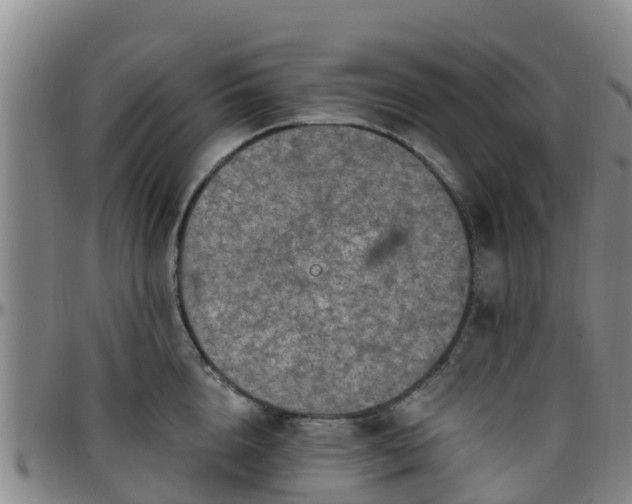 X0000096450856200801311449