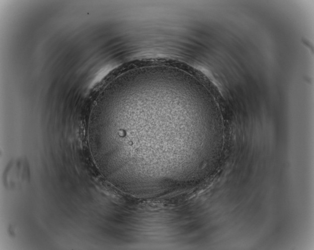 X0000096450871200801311448
