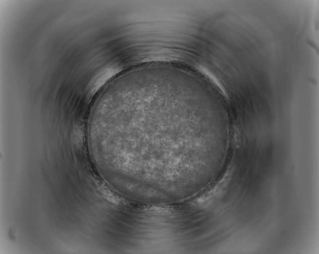 X0000096450874200801311448