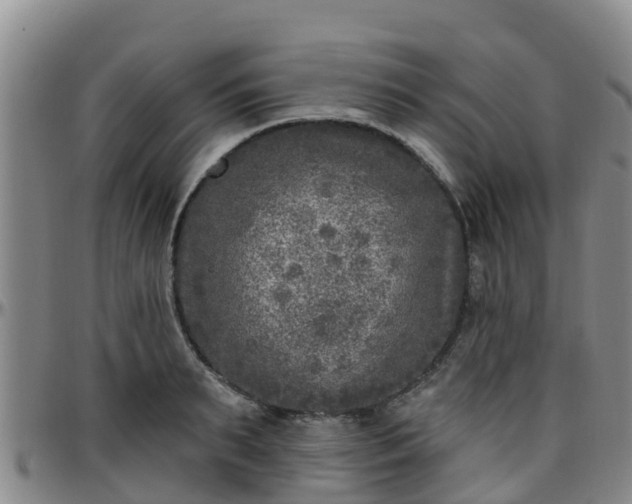 X0000096450895200801311448