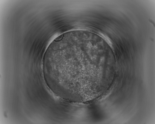 X0000096450907200801311448
