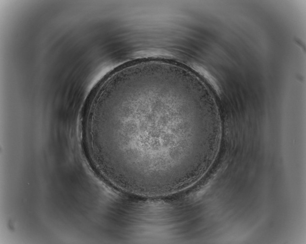 X0000096450983200801311447