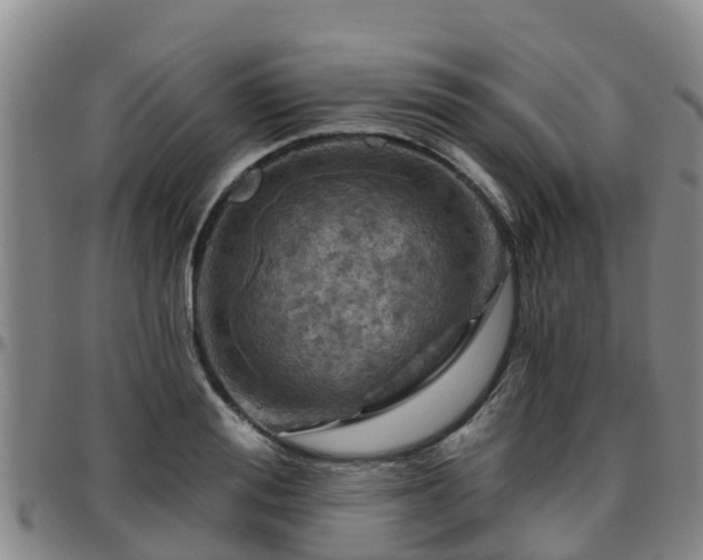 X0000096450988200801311446