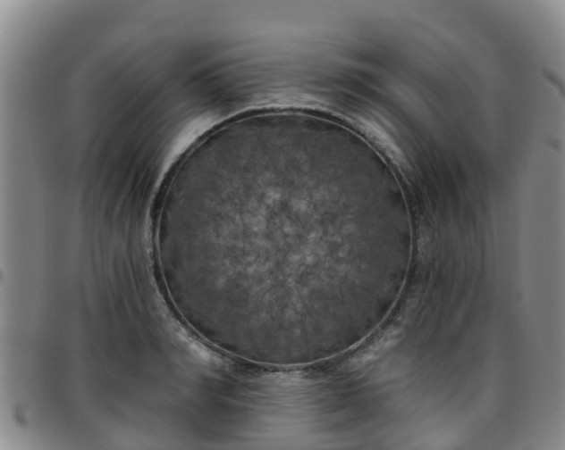 X0000096450990200801311446