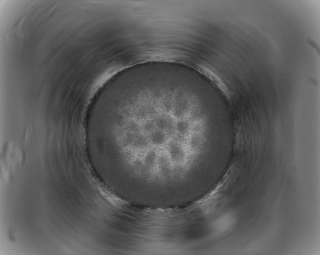 X0000096451027200801311446