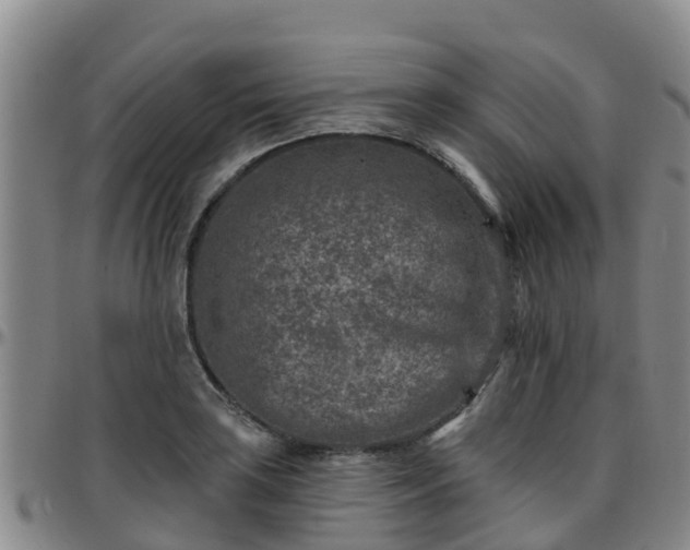 X0000096451035200801311446