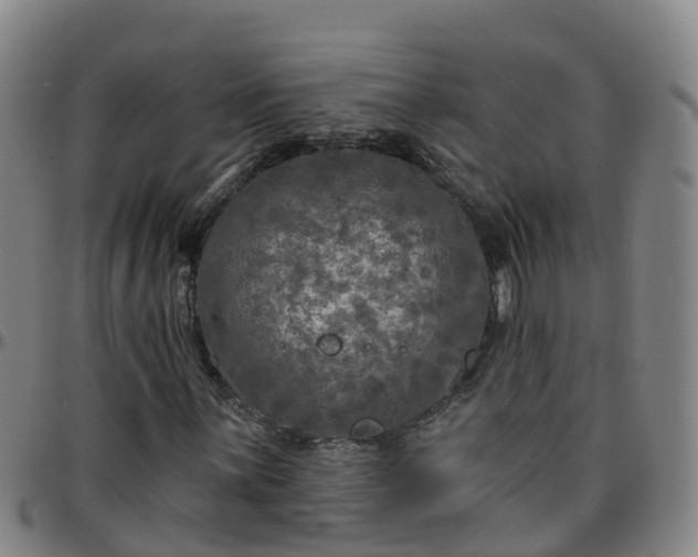 X0000096451059200801311446