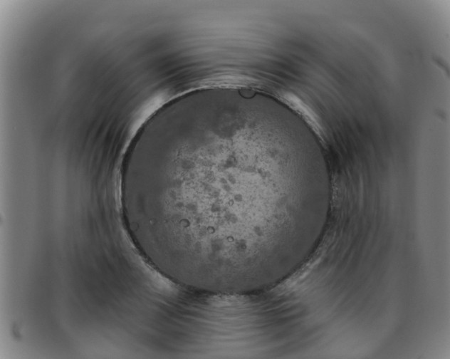 X0000096451083200801311445