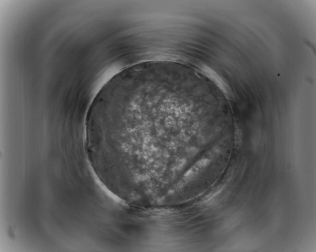 X0000096451095200801311445