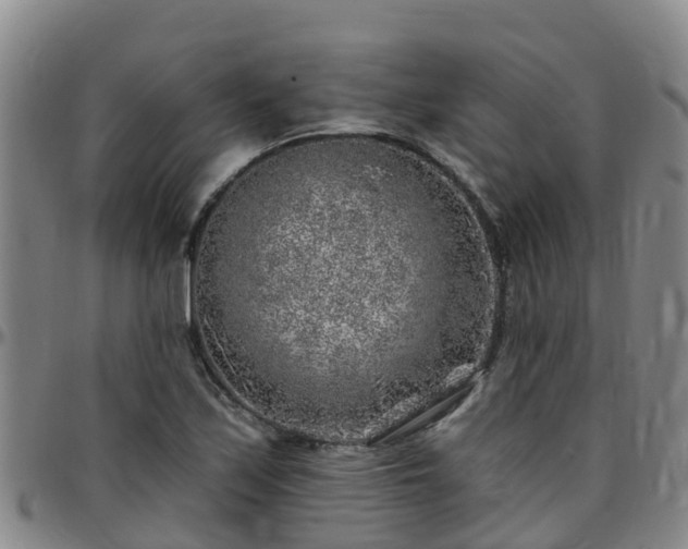 X0000096451171200801311444