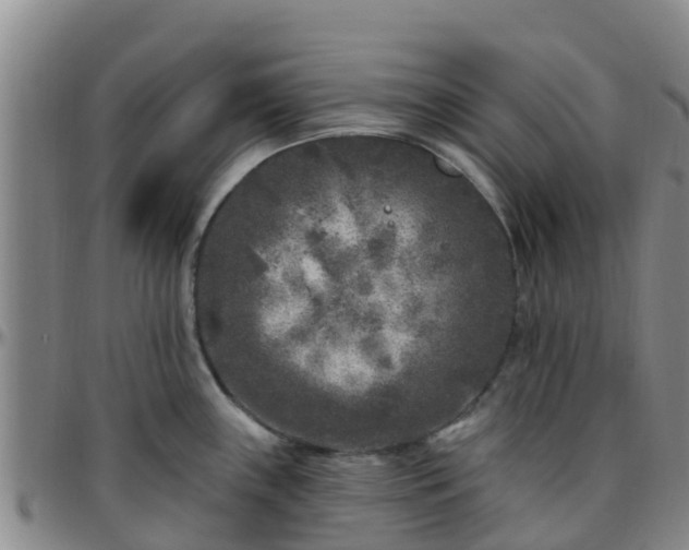 X0000096451243200801311443