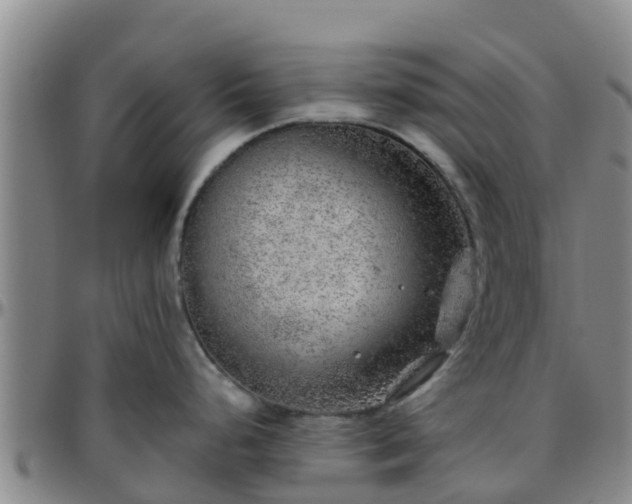 X0000096451248200801311443