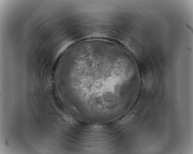 X0000096451266200801311443