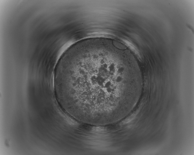 X0000096451275200801311442