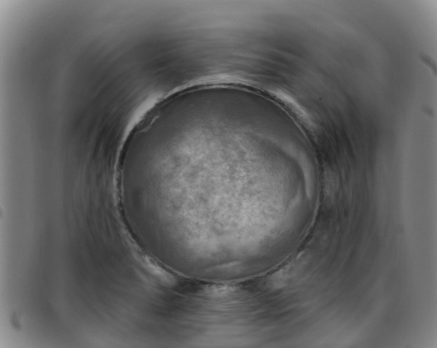 X0000096451278200801311442