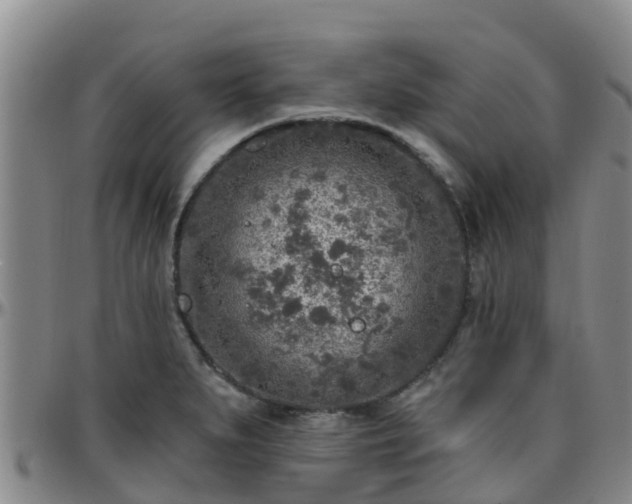 X0000096451279200801311442