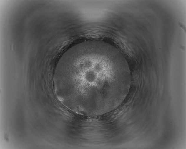 X0000096451297200801311441