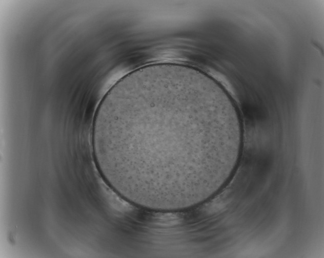 X0000096451338200801311442