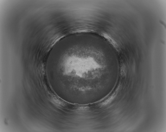 X0000096451353200801311441