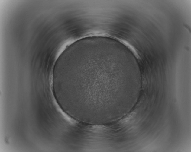 X0000096451383200801311441