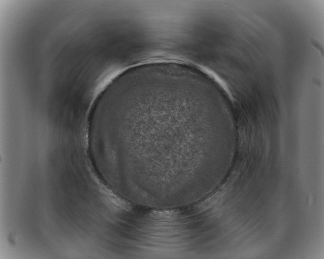 X0000096451415200801311440