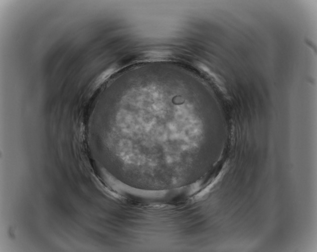 X0000096451449200801311440
