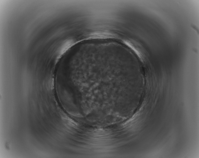 X0000096451459200801311440
