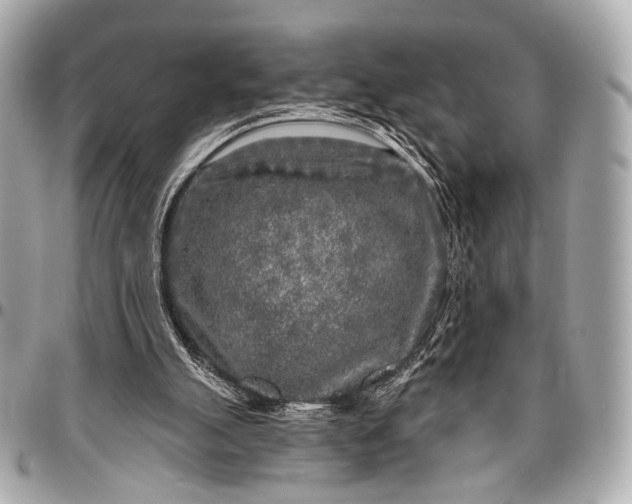 X0000096450055200802071821