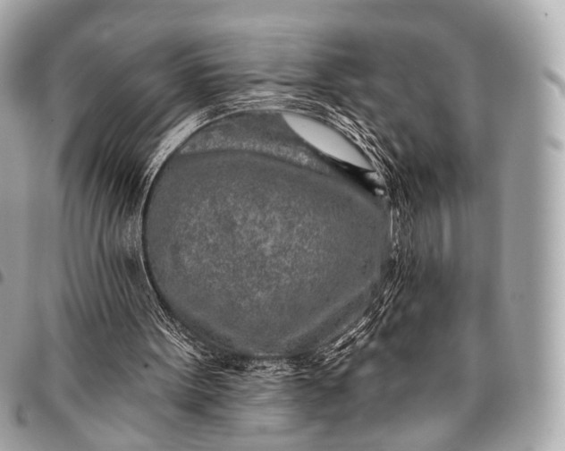 X0000096450099200802071821