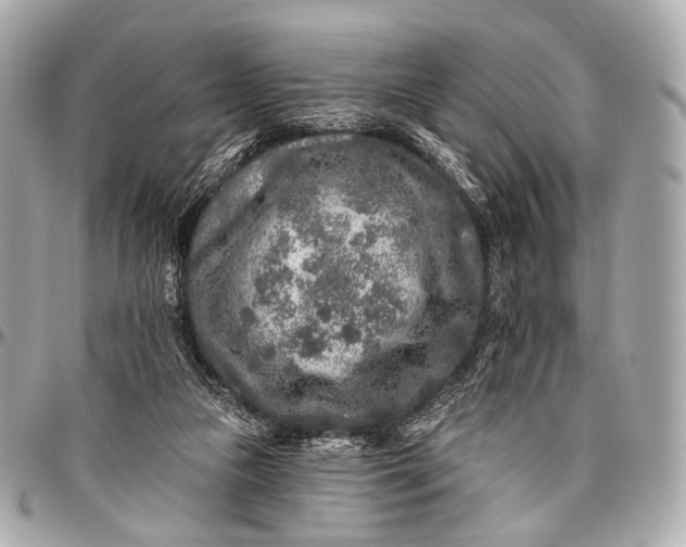 X0000096450161200802071820