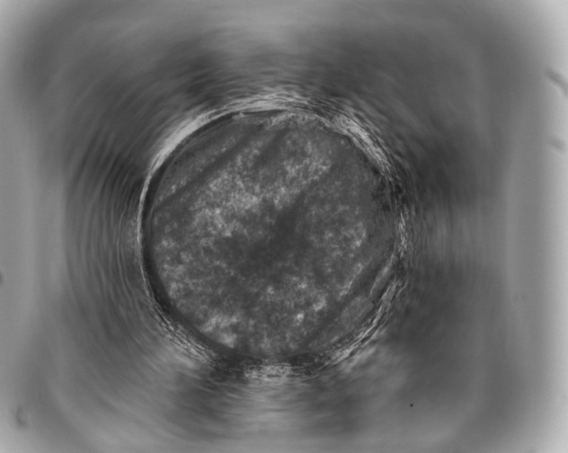 X0000096450196200802071819