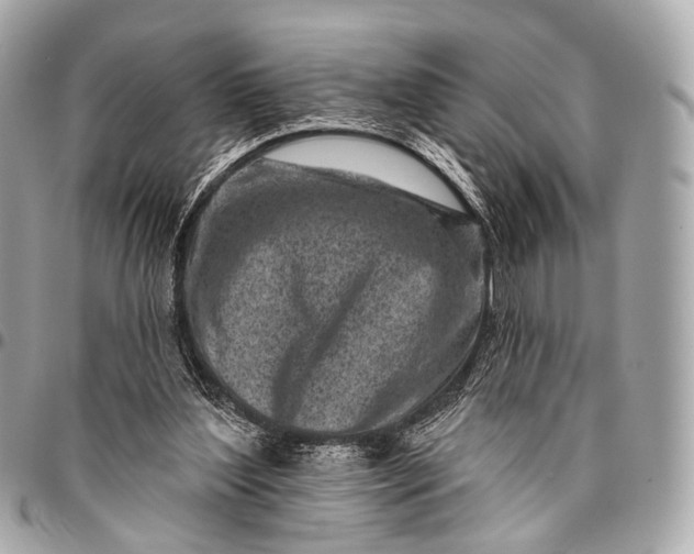 X0000096450204200802071819