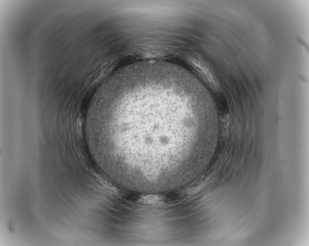 X0000096450269200802071818