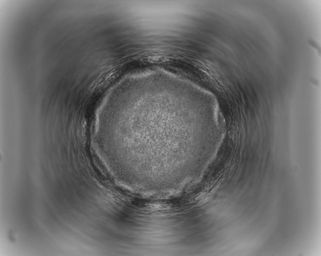 X0000096450319200802071817