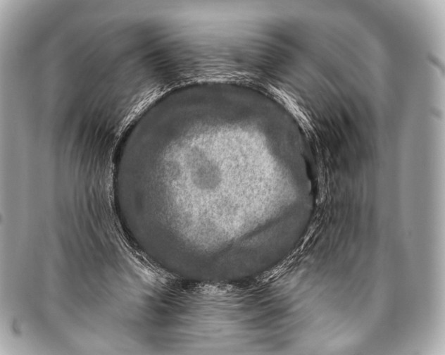 X0000096450346200802071816