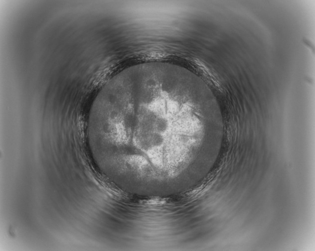 X0000096450366200802071817