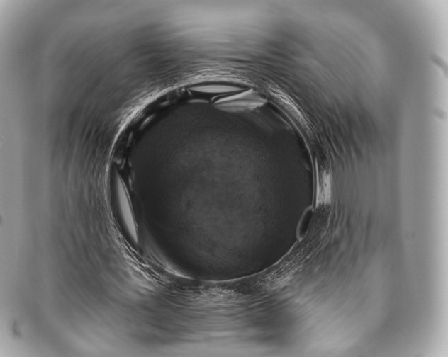 X0000096450387200802071816