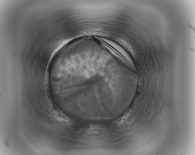 X0000096450388200802071816